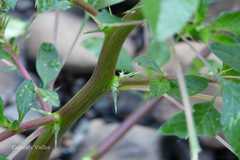 Amaranthus spinosus